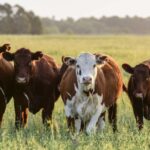 Cattle Futures Extend Losses on Heat, Holiday Demand