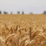 Wheat Futures Rally on Global Supply Concerns