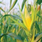 Corn Futures Edge Higher After Weather-Driven Selloff