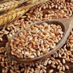Harvest Pressure Hits Wheat as Corn Strengthens & Beans