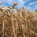 Wheat Futures Diverge as Chicago Leads and Kansas City Lags