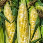 Corn Futures Hold Gains on Weather and Export Demand
