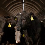 Livestock Futures Weaken in Thin Trade Ahead of Holiday