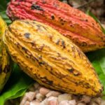 Ivory Coast, Ghana Join Forces to Stabilize Cocoa Market