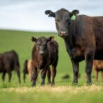 Live Cattle Hit Multi-Month Low on Seasonal Beef Slump