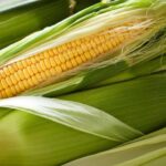 Corn Futures Rise on Export Demand and Crop Outlook