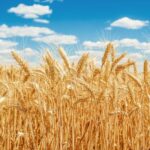 Winter Wheat Leads Broad-Based Futures Advance