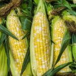 Corn Futures Rebound After Prior Session Decline
