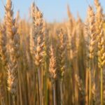 Wheat Futures Extend Rally as Supply Outlook Tightens