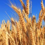 Wheat Futures Rebound on Black Sea Disruption