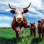 Cattle Futures Open Week Higher After Broad Friday Gains