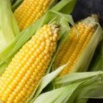Corn Futures Flat Ahead of Key USDA Updates