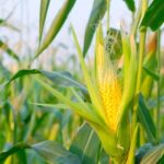 Corn Futures Rise as Traders Position Ahead of USDA Report