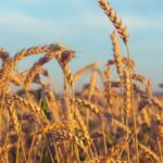 Wheat Futures Slip as Traders Await Fresh Supply Data