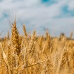 Wheat Futures Rebound as Traders Track Black Sea Tensions