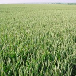 Grain futures edge higher on forecasts for unfavorable weather