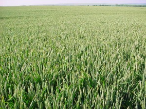 crops_wheat